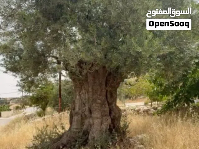 شجرة زيتون رومي معمر الآلاف السنين
