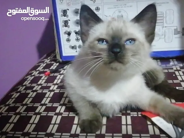 بيع اثنان قطط سلاله الصيامي واحد قطة وقط واحد