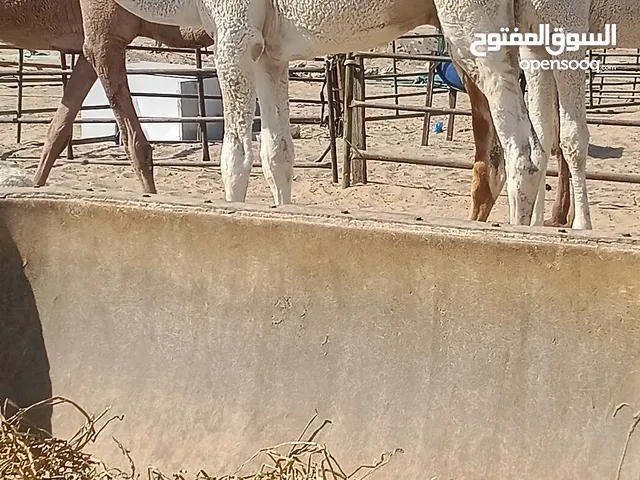 بيع وشراء القعدان المحليه فاخره يوجد خدمه توصيل جميع مناطق الكويت