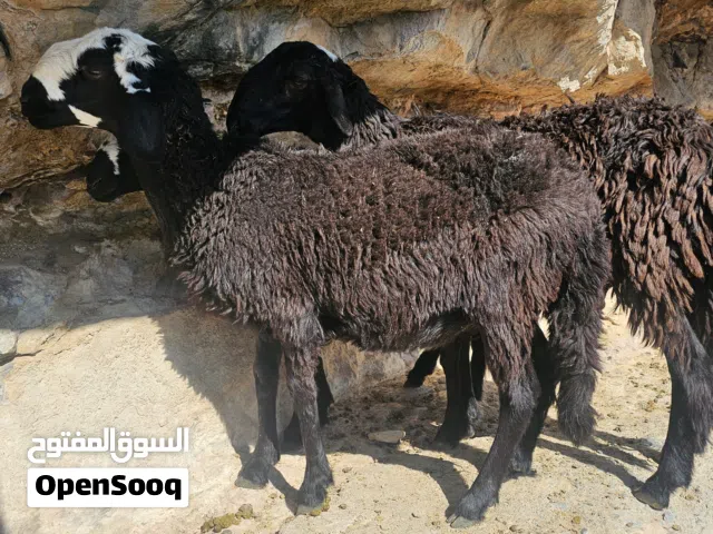 للبيع جعد هجين سوداني و جاعده تحتها حملتين يوجد فيديو في الواتسب