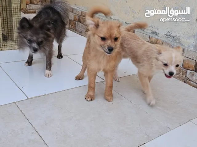 ثلاث كلاب شيواوا