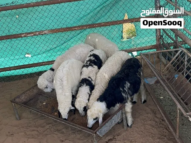 للبيع اضاحي نجدي مهجن متوفر عدد 6 روس إناث نجدي مهجن الأعمار: 6 شهور وأكثر الحلال طيب و زين