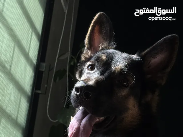 كلب جيرمن شيبرد شورت هير German shepherd short hair