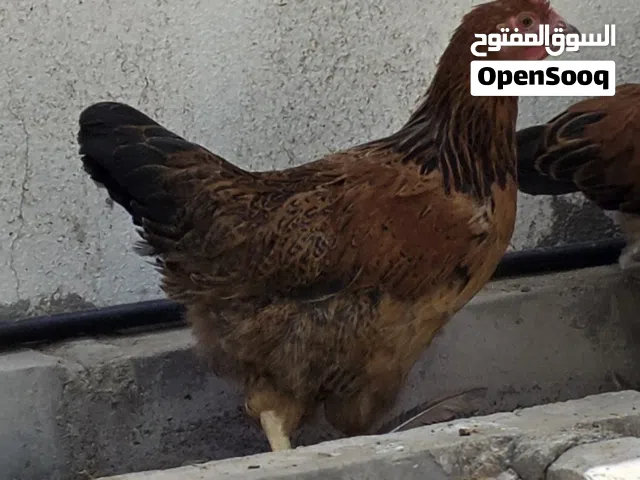 زوج دجاج فرنسي بيور