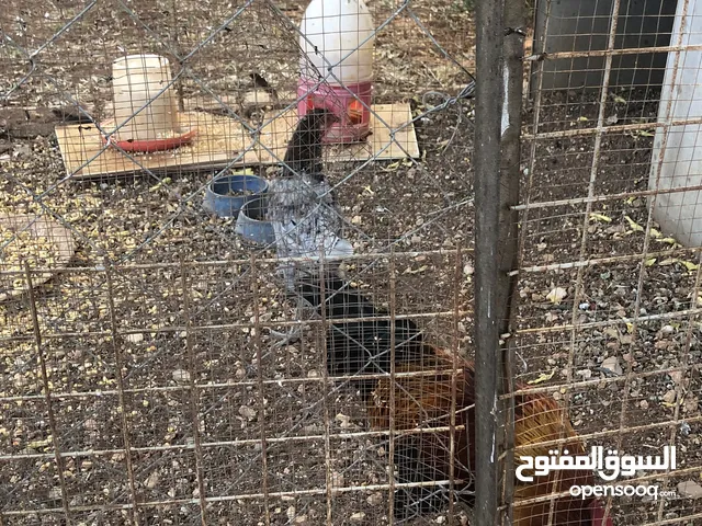 جايه وديك بلدي للبيع