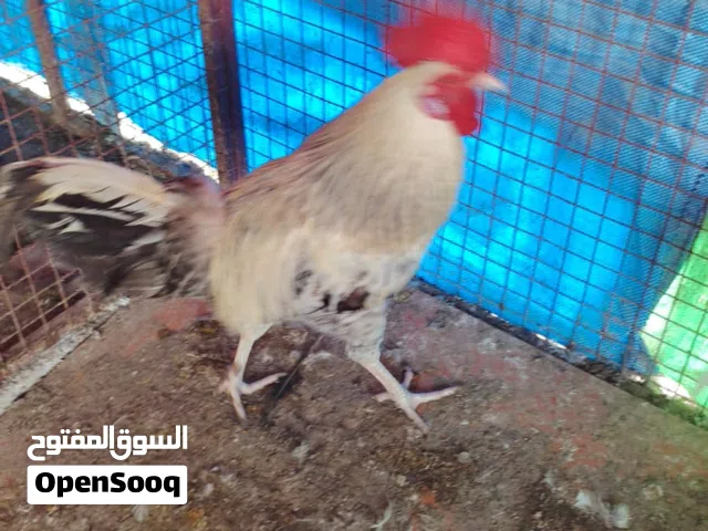 ديكه فرنسيه بيور في متوفر ب3 و7 يعتمد العمر ديك ............ ............ ............ ............