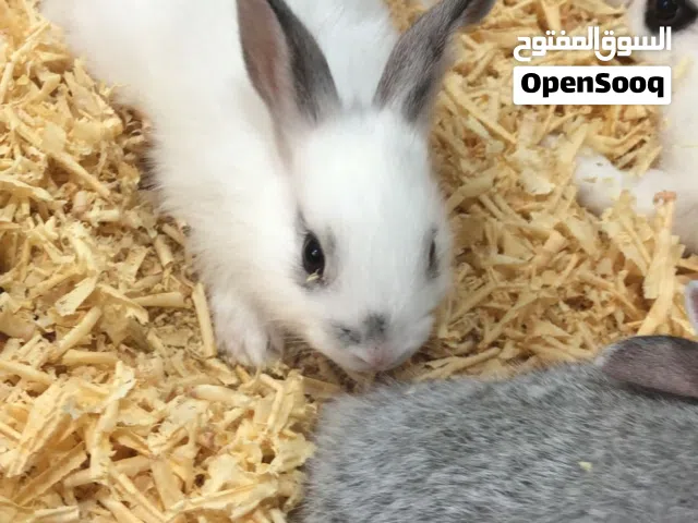 ارانب صغير