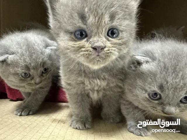 Scottish fold kittens