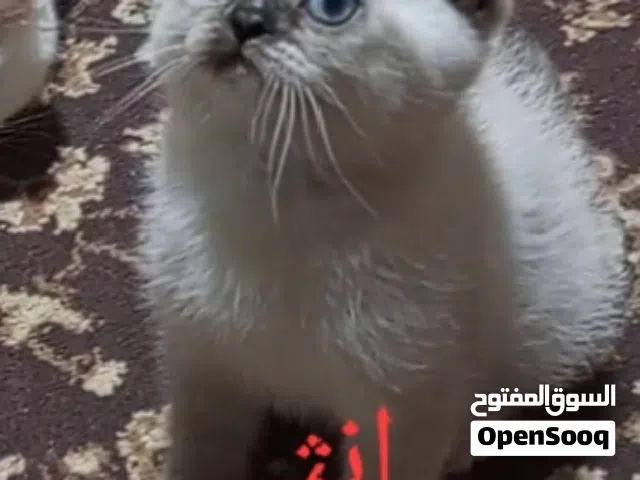 مكس سكوتش وبريتش للبيع