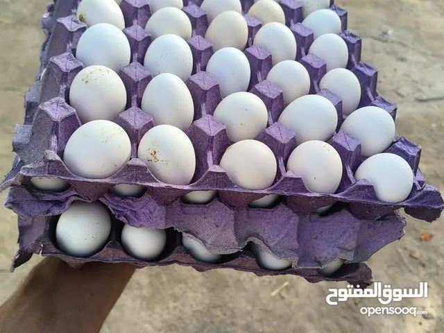 بيض فيومي وبلدي مخصب وبط