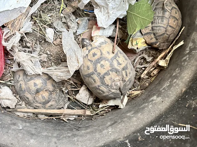 سلاحف (فكرونات) للبيع