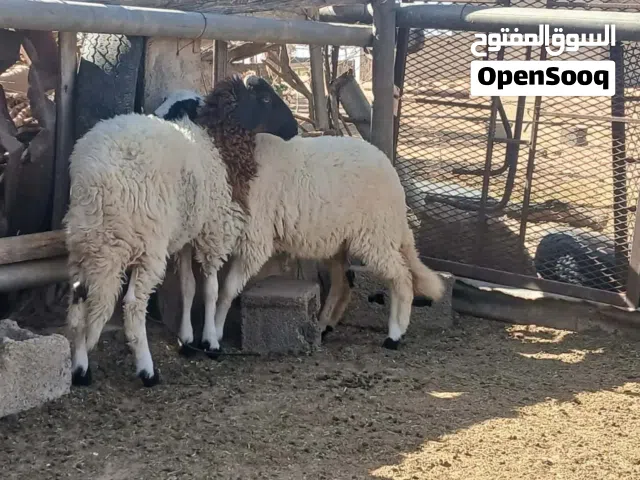 خروف وفطيمة عمرهم في حدود 4شهور