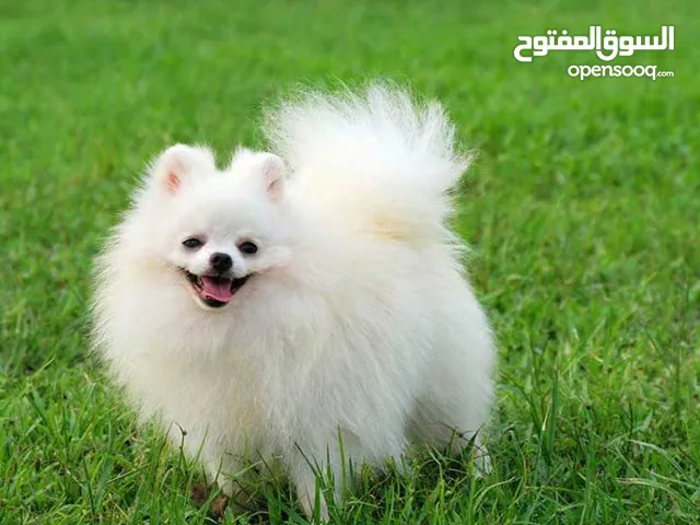 مطلوب كلب بومريان