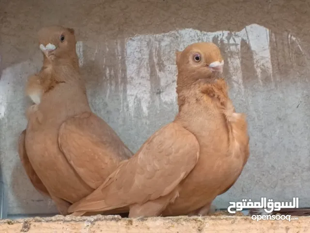 حمام برامليات و قرنفلي و امازوني و قفص