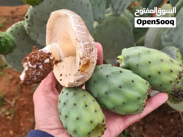الواح صبر هجين مكفول