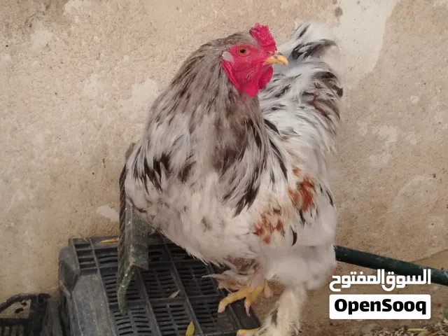 ديوك برهمي جامبو للبيع