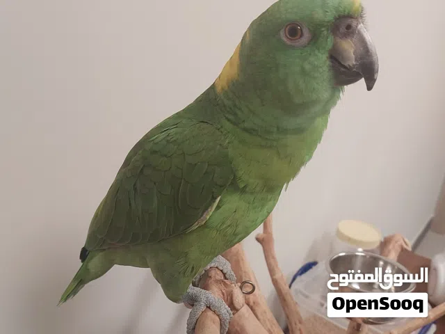 ببغاء ليوناب امازوني وكاسكو رمادي أفريقي