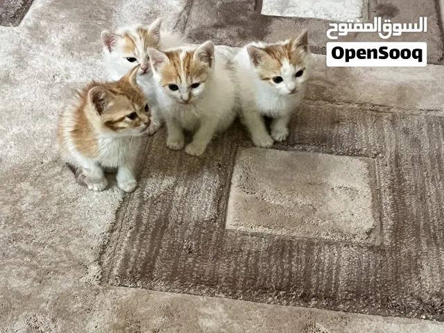 4 قطط مكس شيرازي بلدي