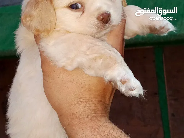 سلام عليكم