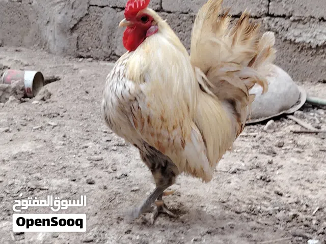 زوج حباحب كويتي قزم