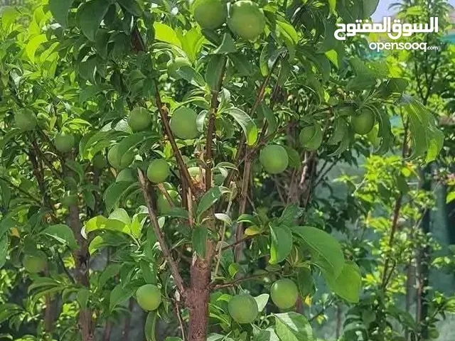 الحديقه والمنزل جميع انواع الاشجار المثمرة والأشجار الحرجيه ونباتات الزينة