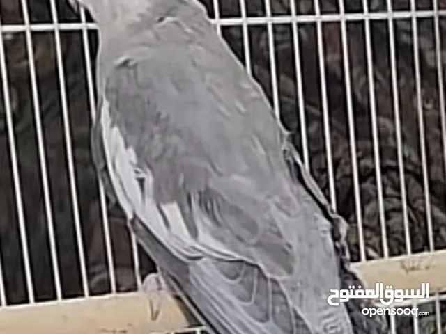 طير كروان نضيف نهاية عس