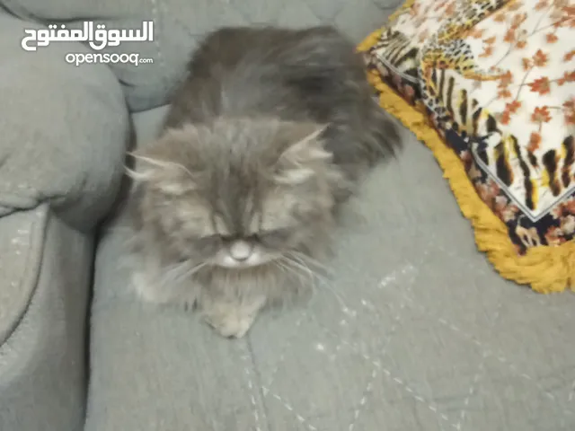 لاشي للتبني