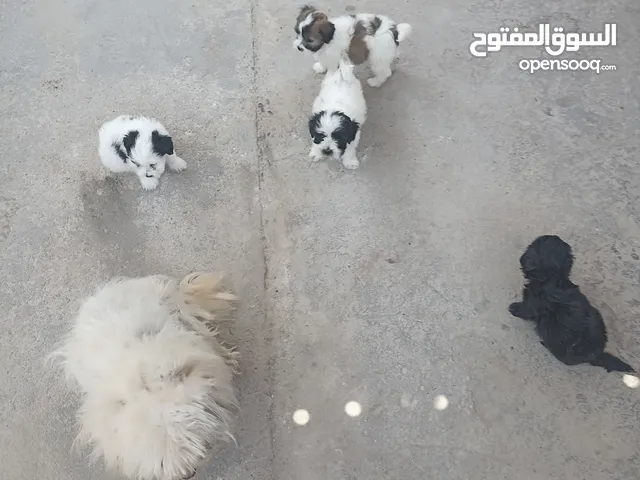 كلاب جراء تيرير فرنسي للبيع