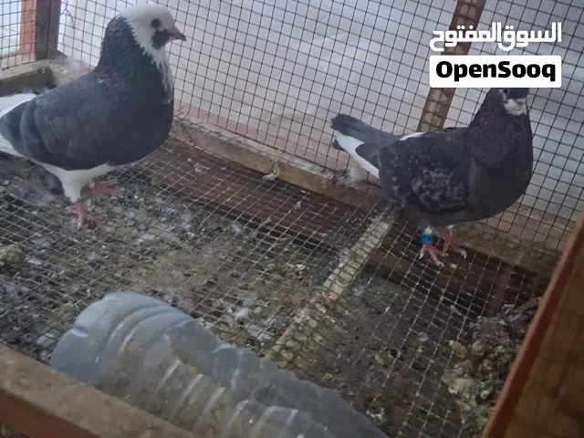 طبات وزوج برمنجهام