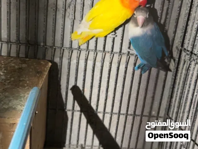 غندورات + مذبوحُ فقط بيع طيور منتجه وخير وبركه شرط الانتاج  لوون مميز فيشر وليس روز