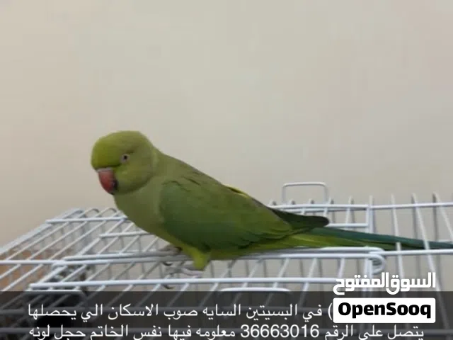مقود متوه دره انثى في البسيتين السايه