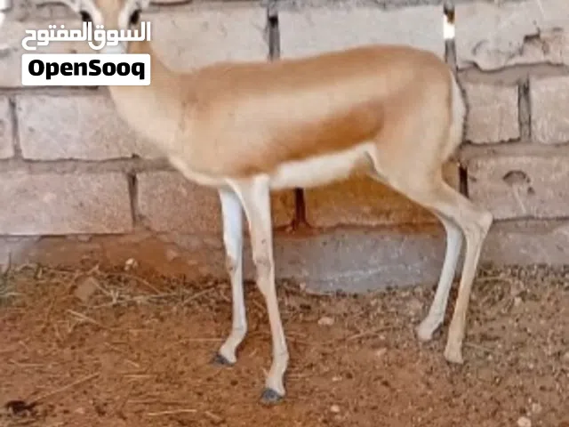 جدي غزال للليع