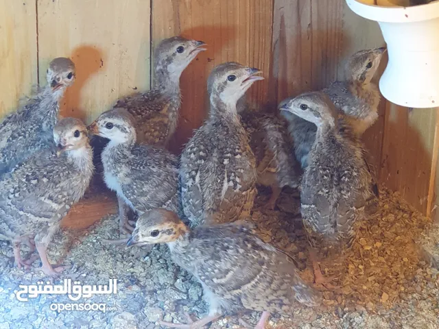 حجل عمر ستة شهور جاهز للبيض