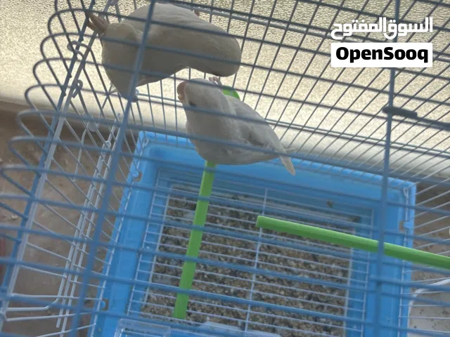 ببغاء روز  اقرا الوصف