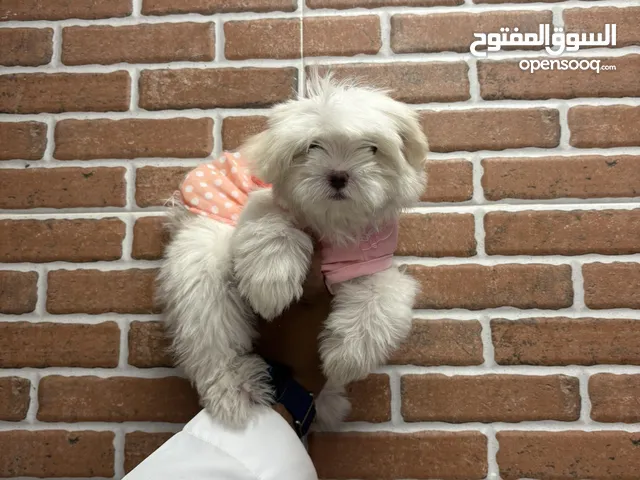 كلاب مالتيز تي كب