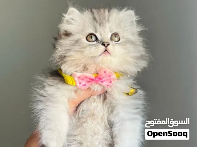 انثى حلوه بصحه ممتاز وبره كثيفه جدا استراد مصر للجادين فقط