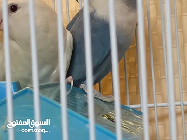 love bird albino