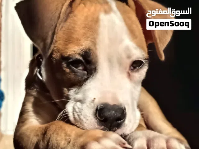 جرو بوكسر 60 يوم واخد ديدان وحشرات