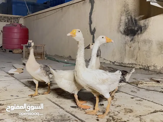 بط كوبرا للبيع