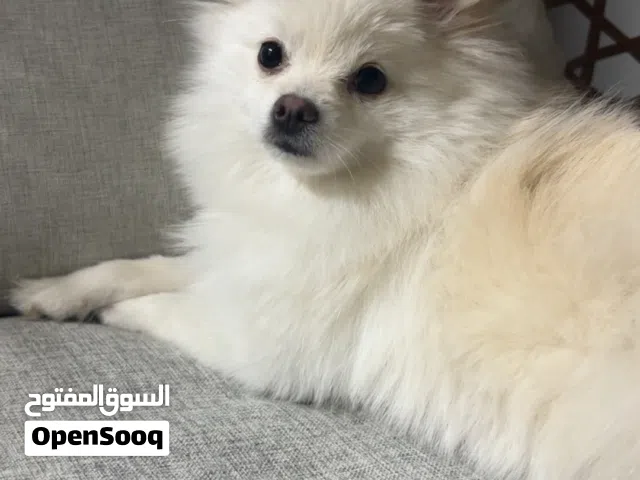 جِراء بوميرينيان الأصلية