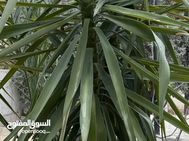 احمد أشجار