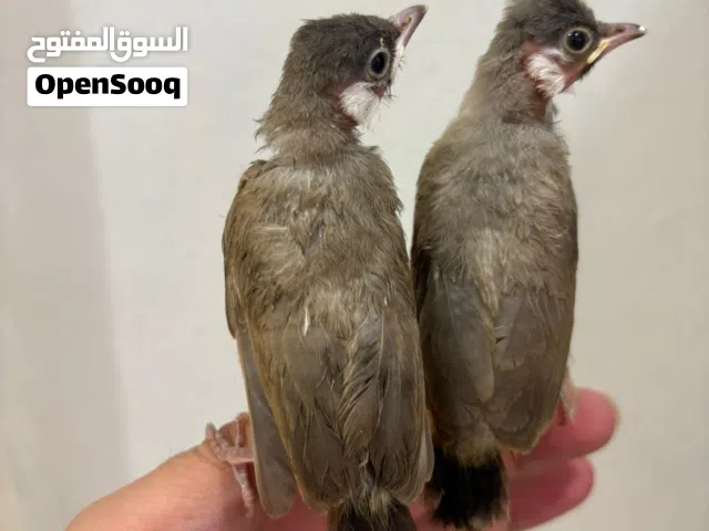 بلابل عس احجام متنوعه