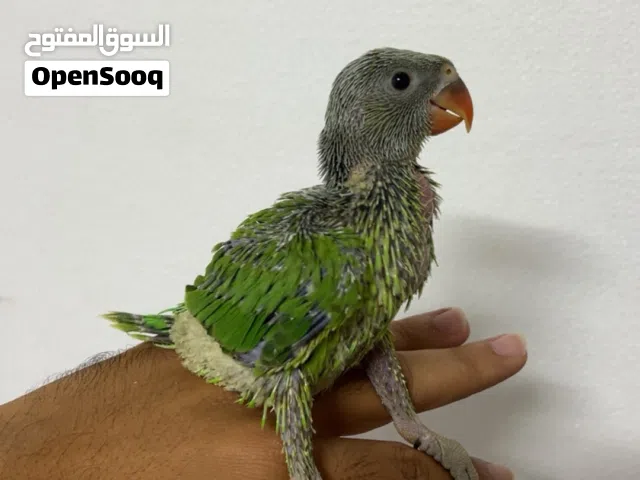 للبيع فرخ متوو