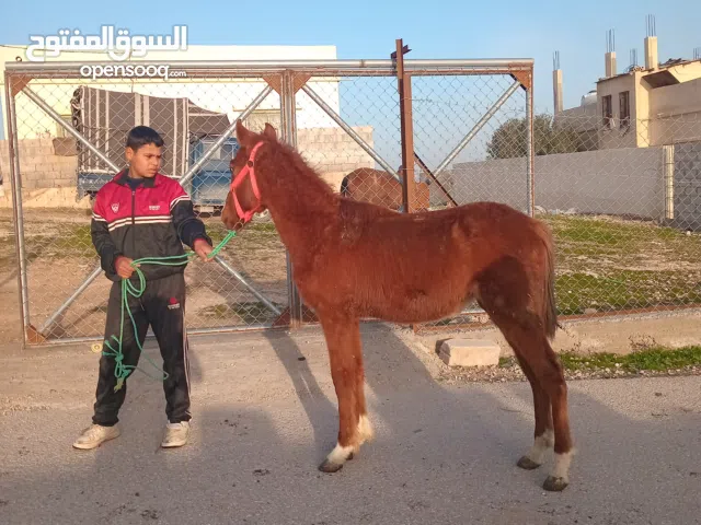 مهر خيل شبعان مسكر هادي