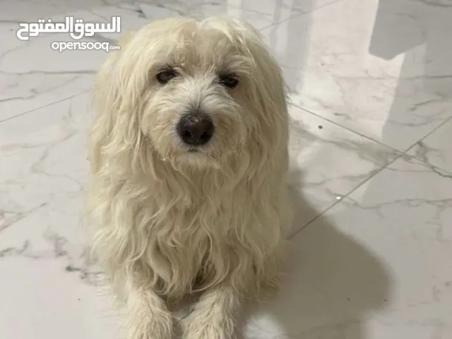 كلب للبيع اليف