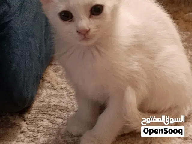 قطة انغورا لتبنى