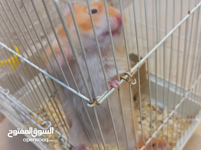 هامستر برتقالي هولندي ام وابنين حالتهم ممتازة
