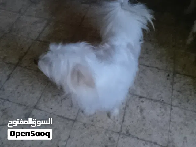 كلاب فرنسية للبيع