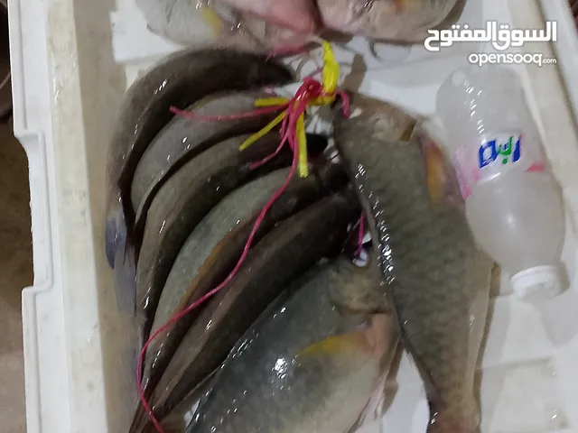 اسماك طازجة ومبردة نورد للمطاعم والاسترحات و الافراد