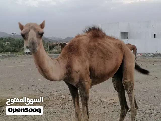 قعدان وبكره للبيع